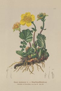 Alpine Avens (Geum montanum) od German School