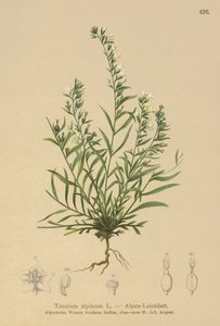 ropucha alpská (Thesium alpinum) od German School