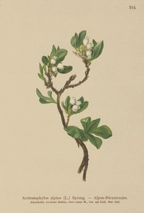Medvědice alpská (Arctostaphylos alpina, Arctostaphylos alpinus) od German School