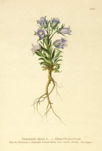 Zvonek alpský (Campanula alpina) od German School