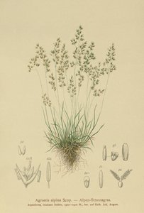 Bentgras alpský (Agrostis alpina, Aira flavescens) od German School