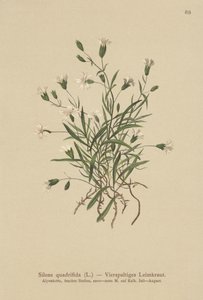 Campion alpský (Silene quadrifida, Ixoca quadrifida) od German School