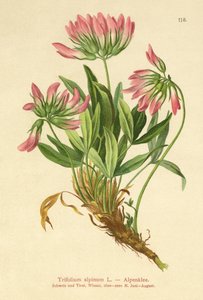 Jetel alpský (Trifolium alpinum) od German School