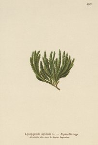 Kypr alpský (Lycopodium alpinum, Diphasiastrum alpinum) od German School