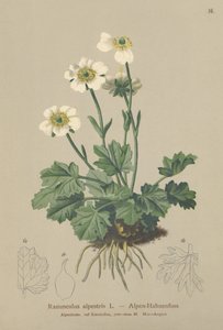 Vrana alpská (Ranunculus alpestris) od German School