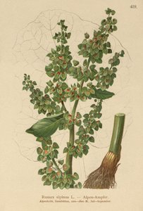 Dock alpský (Rumex alpinus) od German School