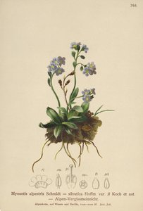 Pomněnka alpská (Myosotis alpestris, Myosotis silvatica) od German School