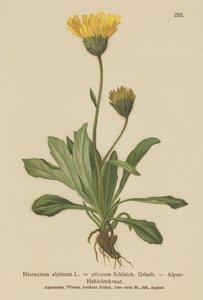 Jestřábník alpský (Hieracium alpinum, Hieracium alpenum, Hieracium pilosum) od German School