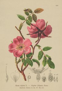 Alpská růže ze živého plotu (Rosa alpina, Rosa pendulina) od German School
