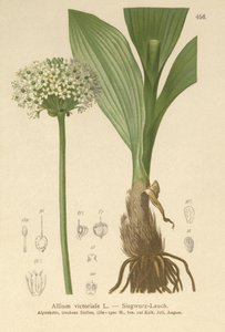 Alpský pórek (Allium victorialis, Allium victoriale, cibule winneralis, Geboscon triphylum, Allium plantagineum, Allium anguinum) od German School