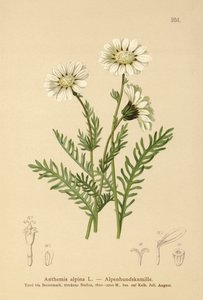 Májovka alpská (Anthemis alpina, Achillea oxyloba subsp. schuri) od German School