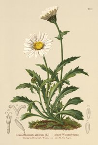 Sedmikráska alpská (Leucanthemum alpinum, Leucanthemopsis alpina, Chrysanthemum alpinum, Tanacetum alpinum) od German School