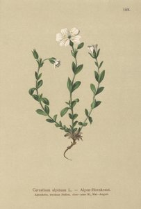 Myšák alpský (Cerastium alpinum) od German School