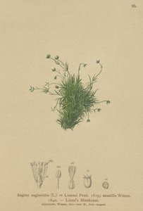 Perlorodka alpská (Sagina saginoides, Sagina Linnaei, Sagina saxatilis) od German School