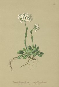 Řeřicha alpská (Thlaspi alpinum, Noccaea alpestris subsp. alpestris, Thlaspi minimum, Noccaea crantzii, Thlaspi kerneri, Thlaspi alpinum var. kerneri, Thlaspi alpestre) od German School