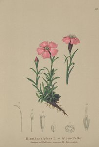 Růžová alpská (Dianthus alpinus) od German School