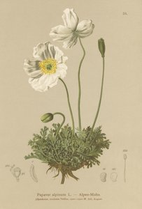 Mák alpský (Papaver alpinum, subsp. alpinum) od German School