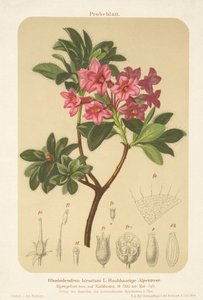 Alpská růže (Rhododendron hirsutum) od German School
