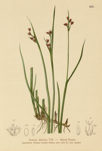 Suše alpská (Juncus alpinus, Juncus alpinoarticulatus) od German School