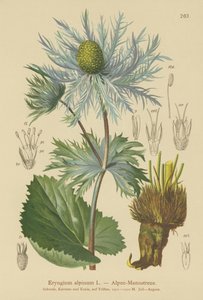 Cesmína alpská (Eryngium alpinum) od German School