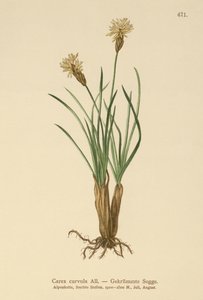 Ostřice alpská (Carex curvula) od German School
