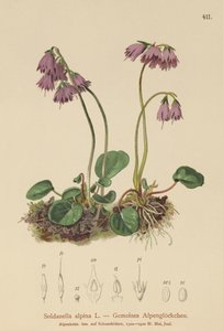 Alpský sněžný zvon (Soldanella alpina) od German School