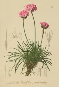 Alpská spořivka (Armeria alpina) od German School