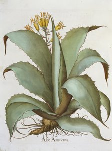 American Aloe: Aloe Americana, z Hortus Eystettensis od Basila Beslera (1561-1629), hospoda. 1613 od German School