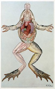 Anatomický řez samicí žáby, z Brehms Tierleben, hospoda. 60. léta 19. století (barevné lito) od German School