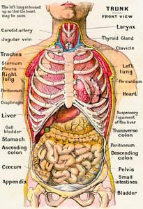 Anatomický pohled na lidský trup od German School