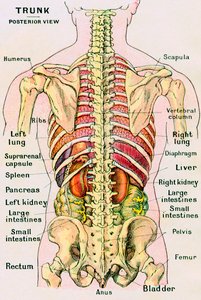 Anatomický pohled na lidský trup od German School