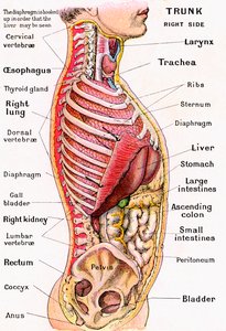 Anatomický pohled na lidský trup od German School
