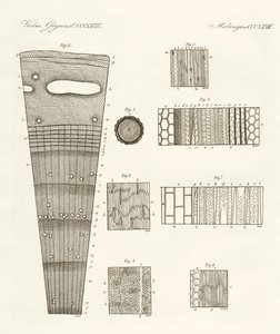 Anatomie dřeva (barevné rytí) od German School