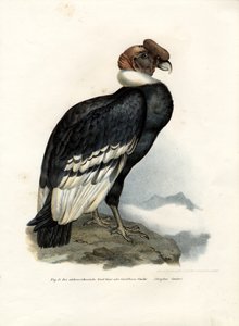 Andský kondor, 1864 od German School