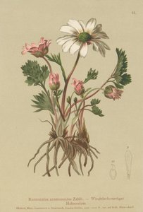 Vranovník podobný sasankám (Ranunculus anemonoides, Callianthemum anemonoides) od German School
