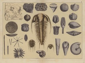 Zvířata raného paleozoika (barevné lito) od German School