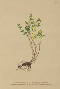 Rozchodník roční (Sedum annuum) od German School