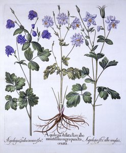 Aquilegia, od Hortus Eystettensis, Basil Besler (1561-1629), hospoda. 1613 (ručně kolorovaná rytina) od German School