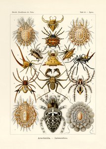 Arachnida, 1899-1904 od German School