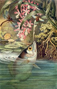 Archerfish, deska z Brehms Tierleben: Allgemeine Kunde des Tierreichs, svazek 8, str. 49, vydal Bibliographisches Institut, 1892 od German School