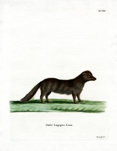 Arctic Fox (barevná rytina) od German School