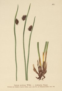 Arctic Rush (Juncus arcticus) od German School