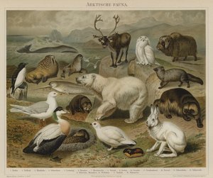 Arktická fauna od German School