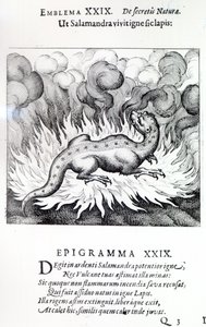 Jako Salamandr žije v ohni, tak i Kámen, Emblem XXIX z knihy Atalanta fugiens od Michaela Maiera, 1617. od German School