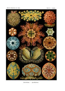 Ascidiae, 1899-1904 od German School