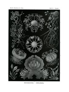 Ascomycetes, 1899-1904 od German School