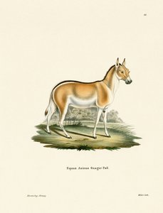 Asian Wild Ass (barevné gravírování) od German School