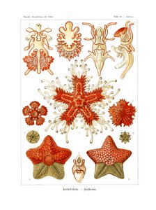 Asteridea od German School