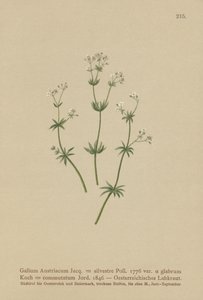 Svízel rakouský ( Galium Austriacum , Galium wild ( var. glabrum ) Galium od German School