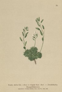 Rakouská tráva Whitlow Grass (Draba dubia, Draba frigida) od German School